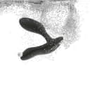 We-Vibe Vector+ Prostate Massager w/Remote thumbnail 6